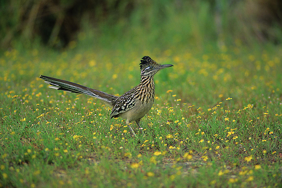 Greater Roadrunner Photograph by Tony Beck