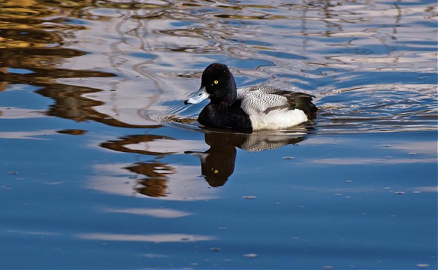Greater Scaupe Photograph by Allan Van Gasbeck