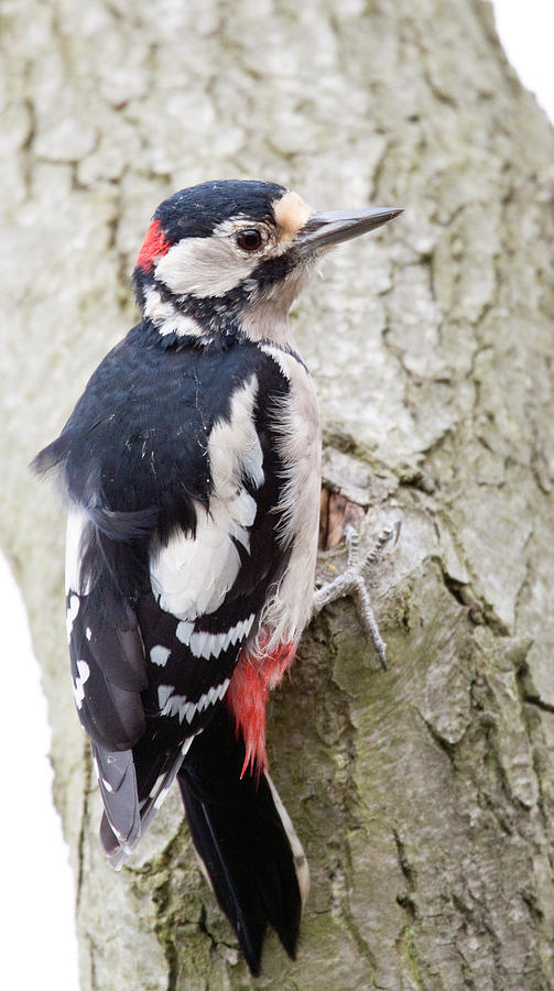 Woodpecker Photograph - Greater Spotted Woodpecker by Bob Kemp