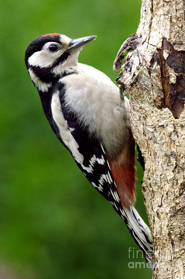 Greater Spotted Woodpecker Photograph by Martyn Arnold