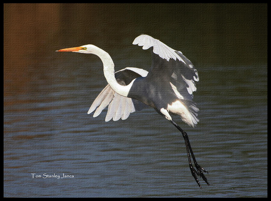 Greater White Egret Landing Digital Art by Tom Janca