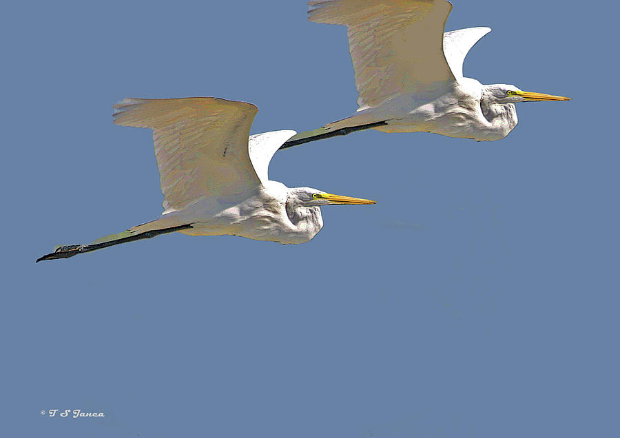 Greater White Egrets In Arizona Digital Art by Tom Janca