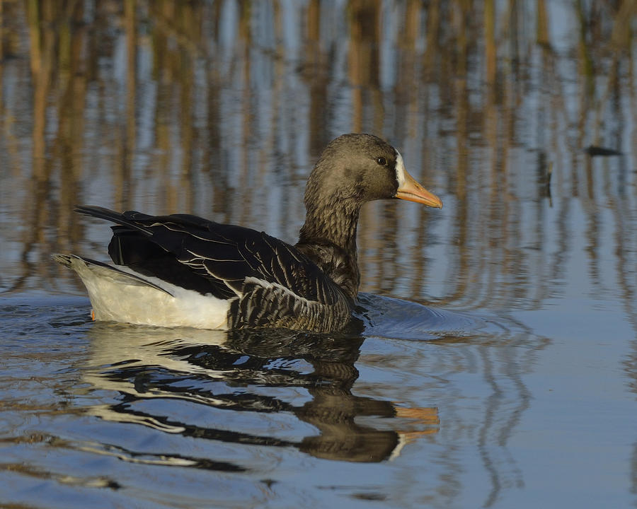 Greater White-fronted Goose on the water Photograph by Mark Wallner ...