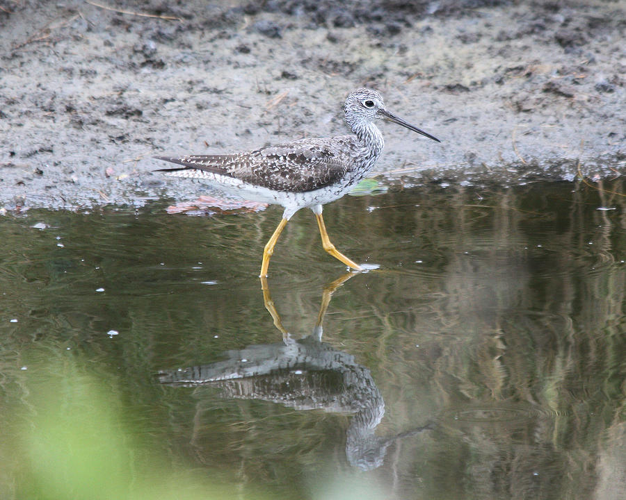 Greater Yellowleg Photograph by Captain Debbie Ritter