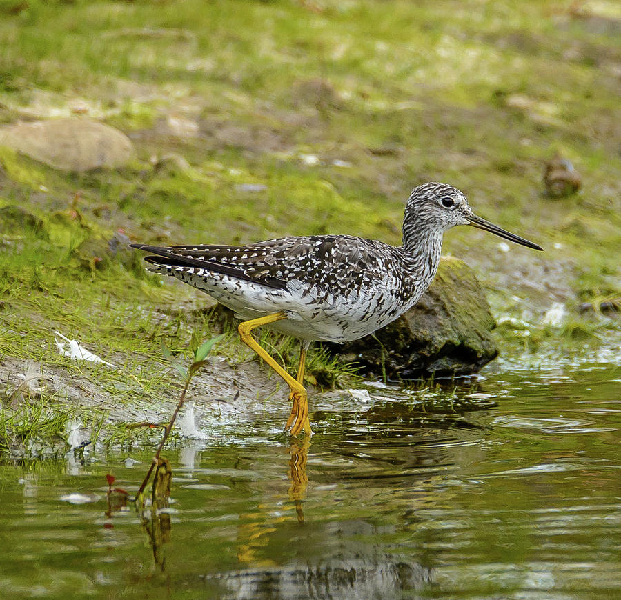 Greater Yellowlegs Photograph by Jerry Cahill