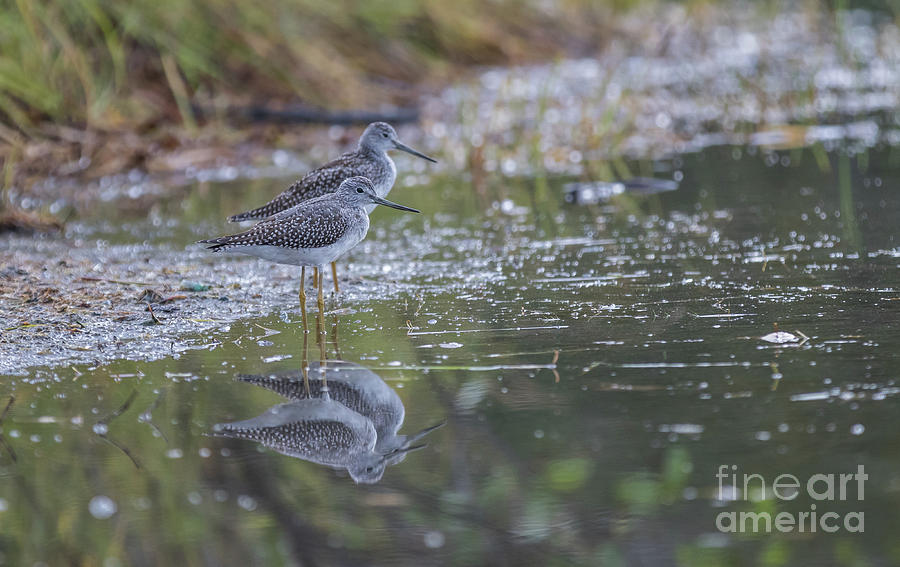 Greater Yellowlegs Reflected Photograph by Eva Lechner