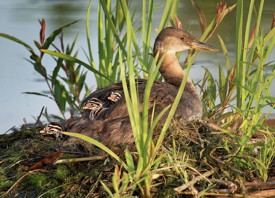 Grebe and Chicks Photograph by Tracy Munson