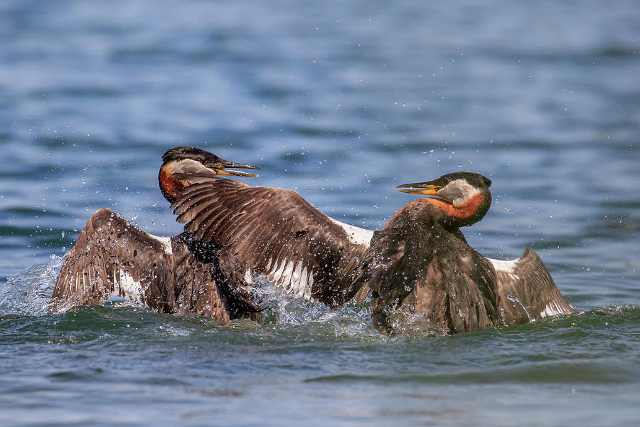 Grebe Fight Photograph by Gary Hall
