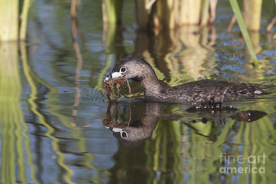 Grebe nest building Photograph by Ruth Jolly