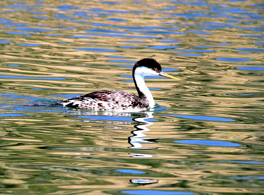 Grebe on the Snake River at Massacre Rocks Photograph by Ed Riche