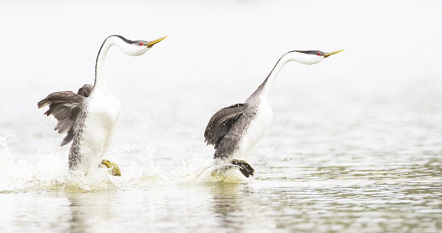 Grebes Rushing Photograph by Ruth Jolly