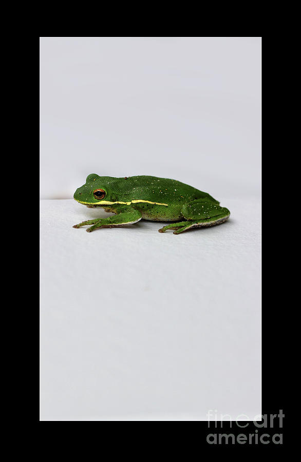 Gree Tree Frog 2016 with Black Border Photograph by Karen Adams