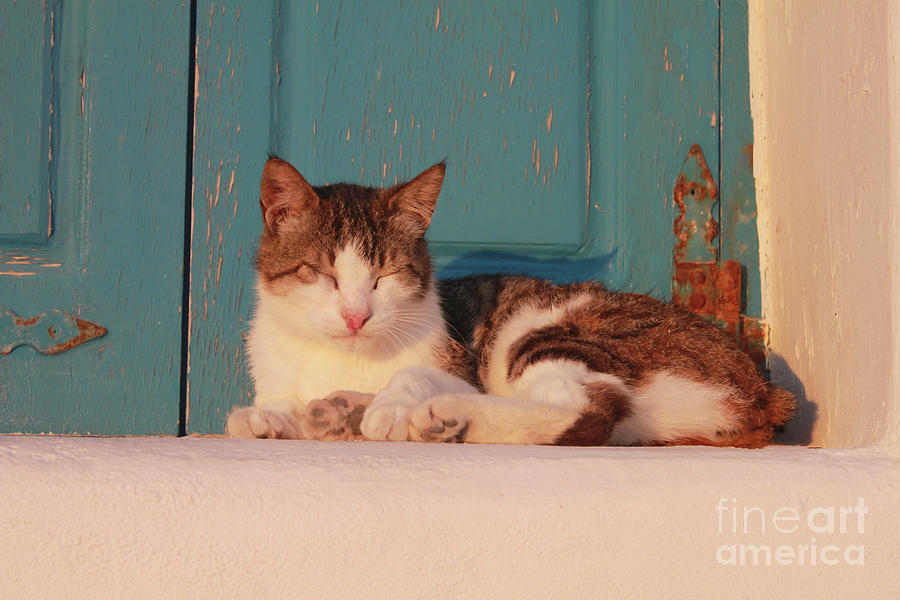 Greece Cat on Blue Door Photograph by Donna L Munro