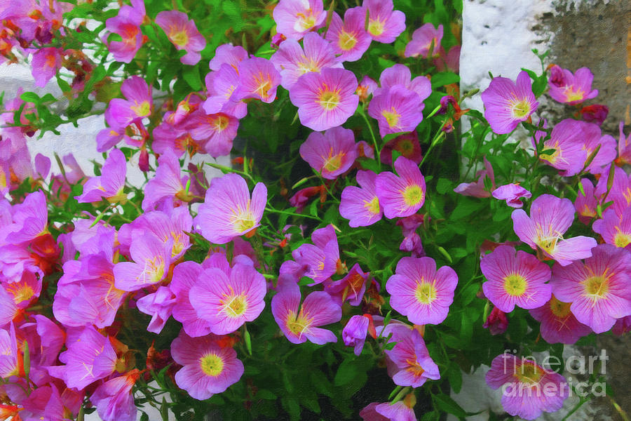 Greece Pink Flowers V2 Digital Art by Donna L Munro