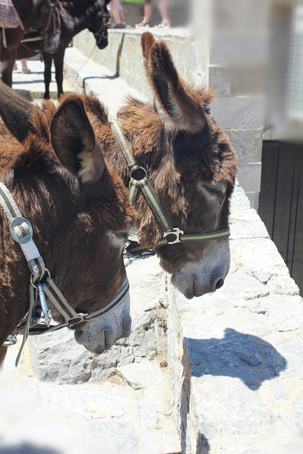 Greeces Donkeys Photograph by Donna L Munro