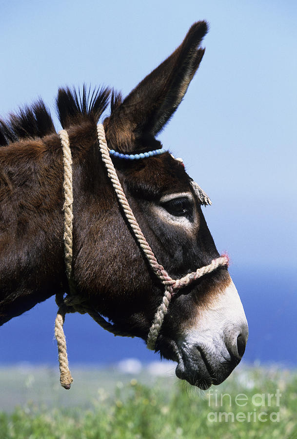 Donkey Photograph - Greek Donkey by Jean-Louis Klein & Marie-Luce Hubert