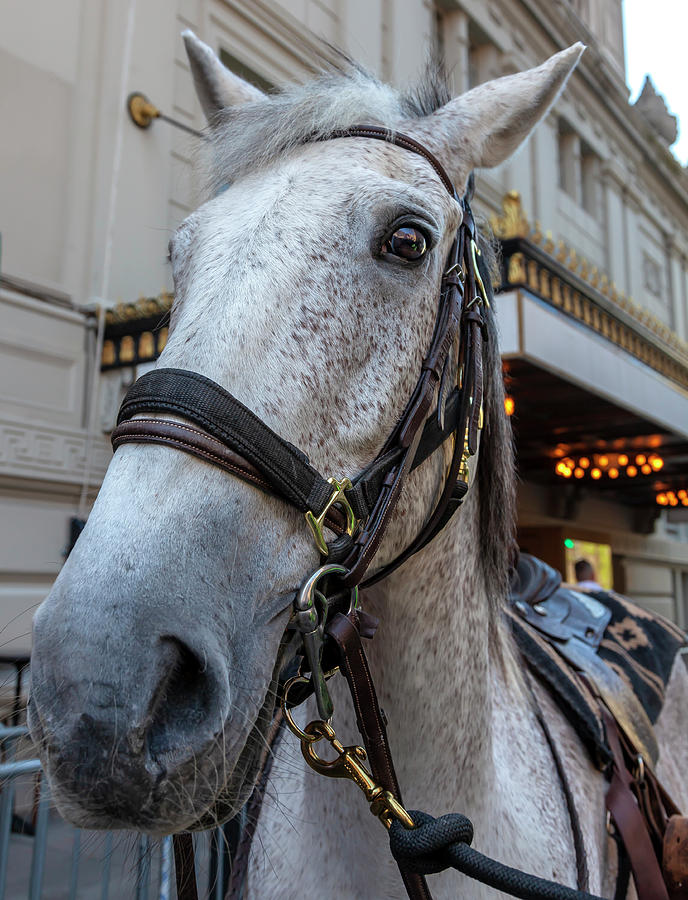 Greek Independence Day NYC 4_20_2018 - Horse Photograph by Robert Ullmann