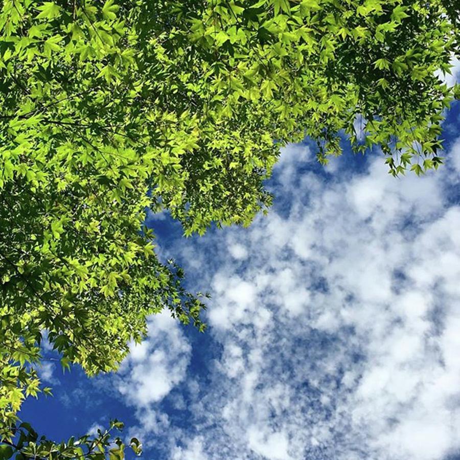 Fall Photograph - Green & Blue Sky
#karuizawa #nagano by Emma  ENDO