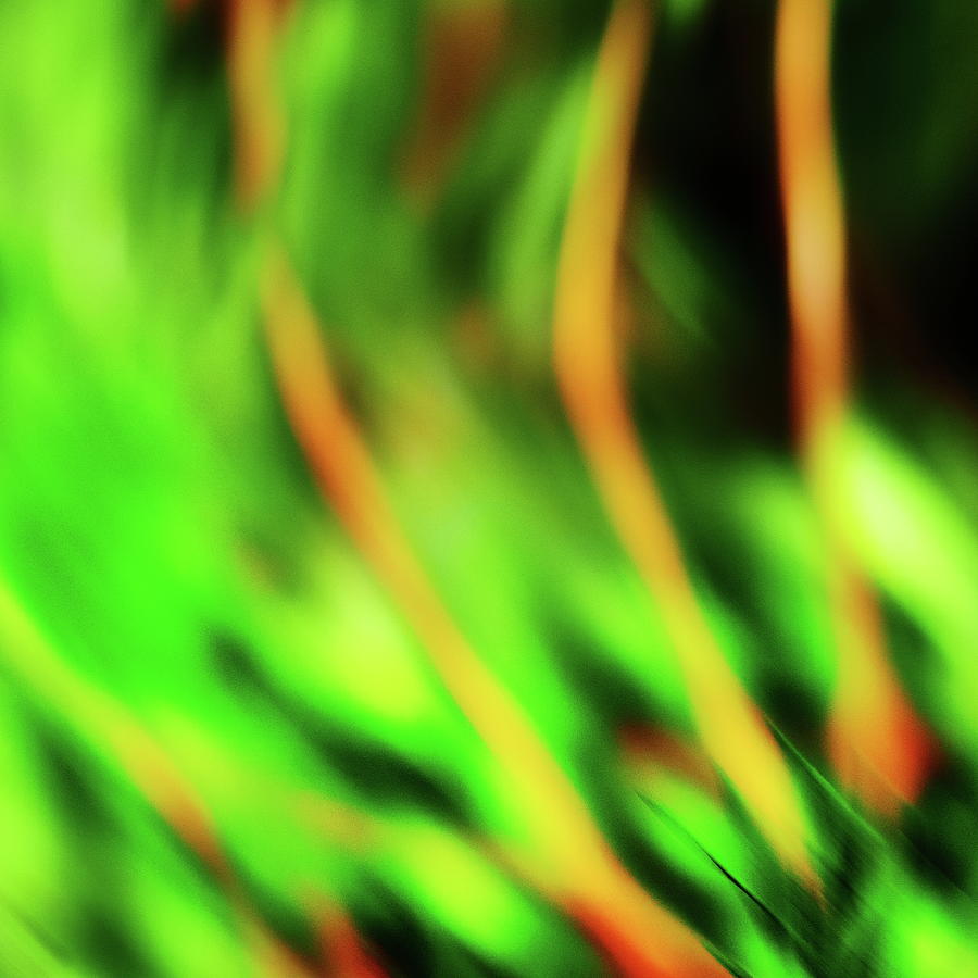 Green abstract Photograph by Jouko Lehto