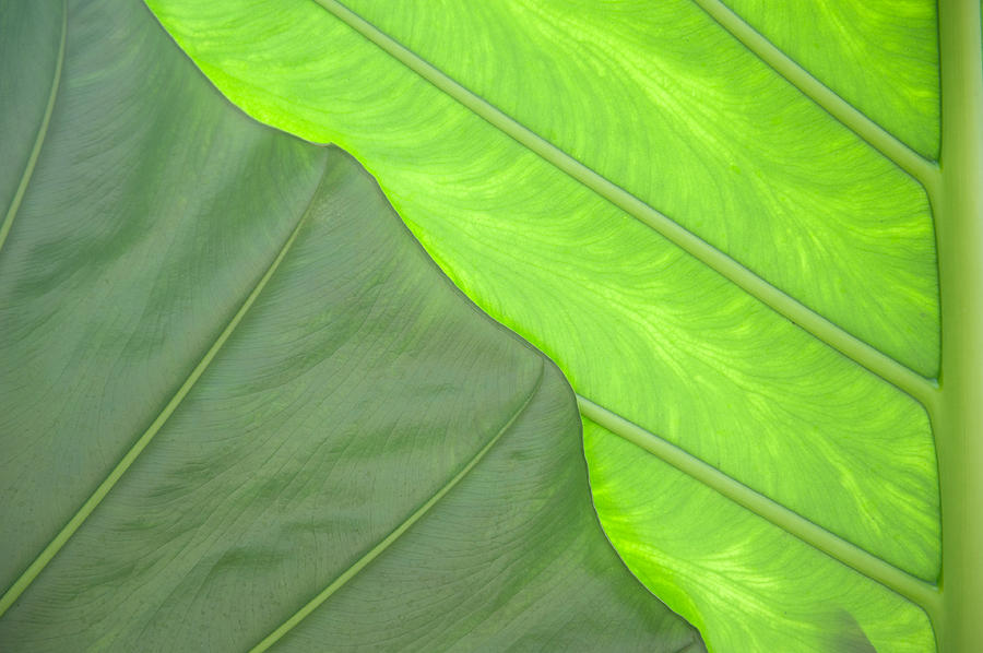 Green Abstract No. 3 Photograph by Helen Jackson