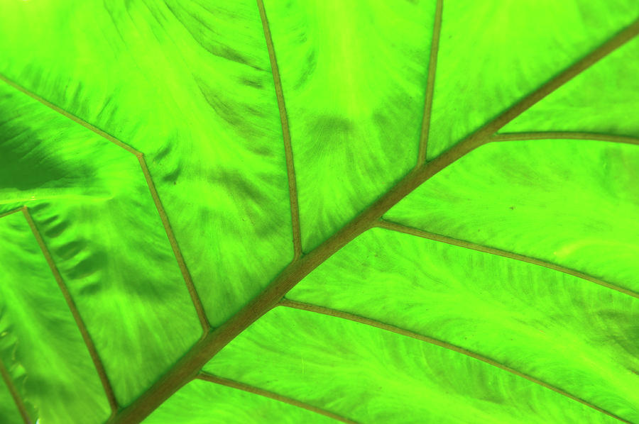 Green Abstract No. 5 Photograph by Helen Jackson