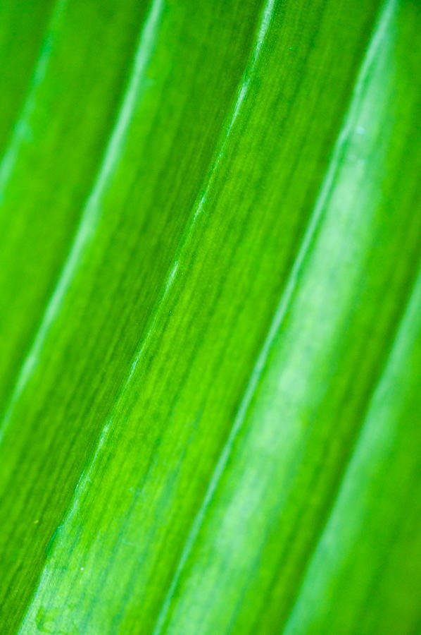 Abstract Photograph - Green Abyss by Sebastian Musial