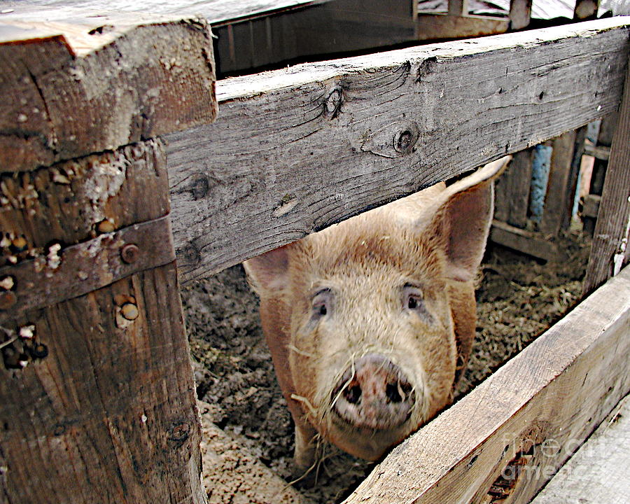 Pork Photograph - Green Acres by Faith Harron Boudreau Pork Photograph - Green Acres by Faith Harron Boudreau