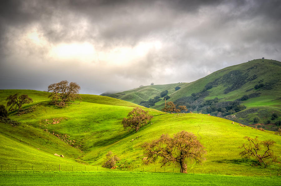 Tree Photograph - Green Acres of California by Spencer McDonald