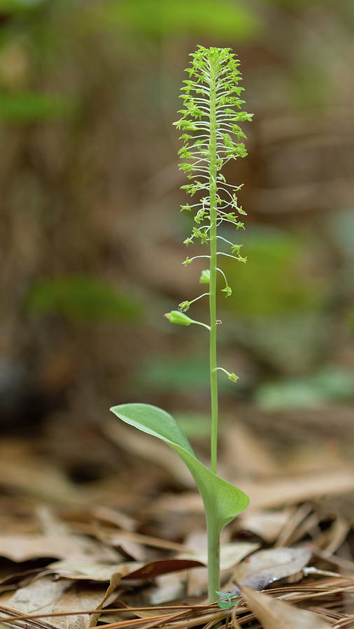 Green Addersmouth Orchid Photograph
