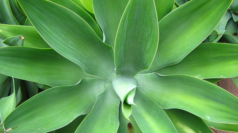 Green Agave Leaves Photograph by Emma Frost - Fine Art America