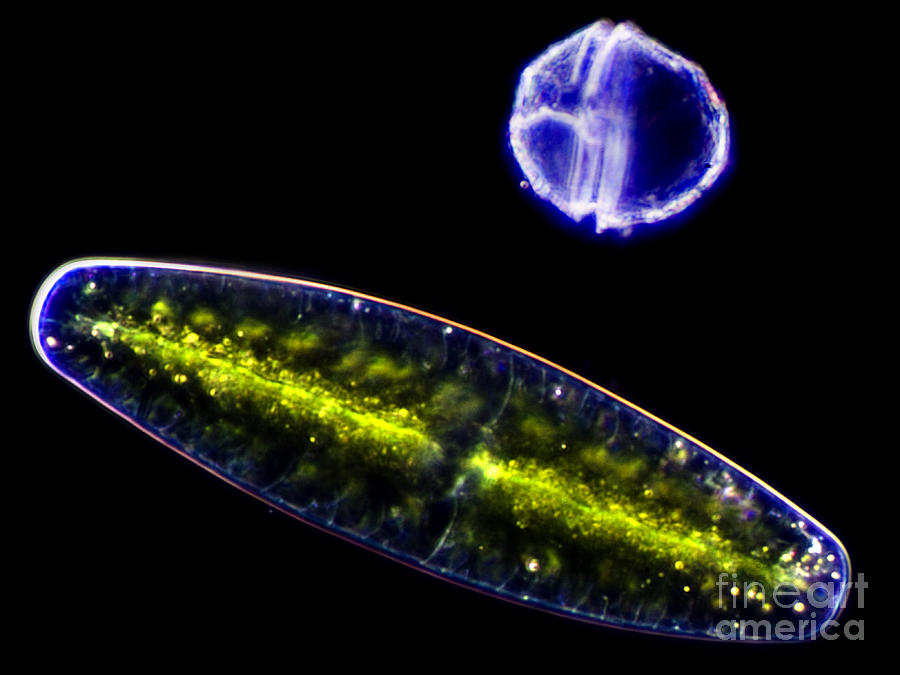 Green Algae & Dinoflagellate, Lm Photograph by Rubn Duro/BioMEDIA ASSOCIATES LLC