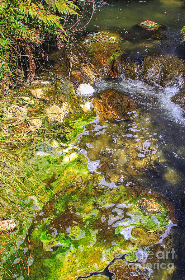 Green algae in Rotorua Photograph by Patricia Hofmeester