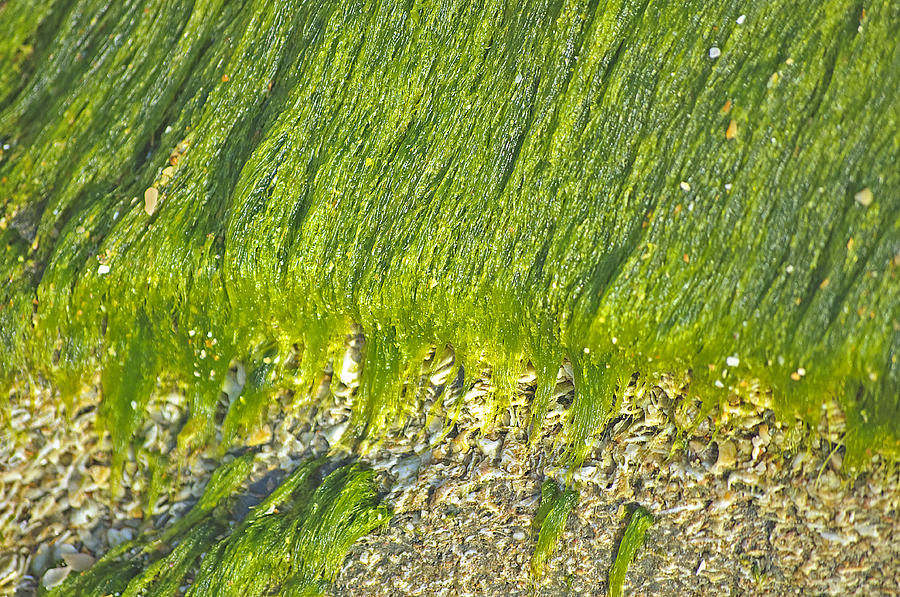 Green Algae On Rock Photograph by Kenneth Albin