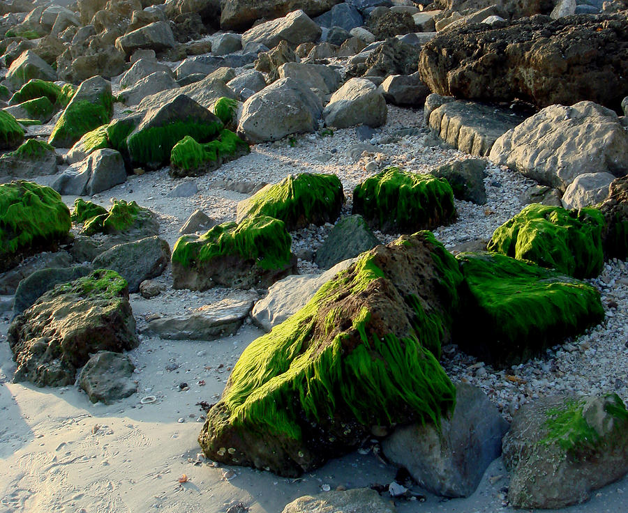 Green Algae Passagrille Jetty Photograph by Susan Duda
