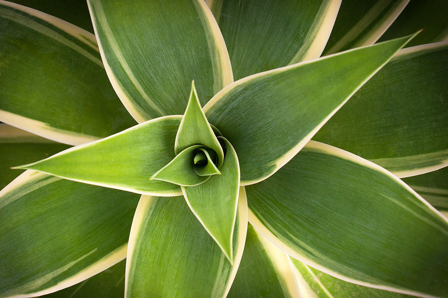 Green Agave Photograph by Catherine Lau