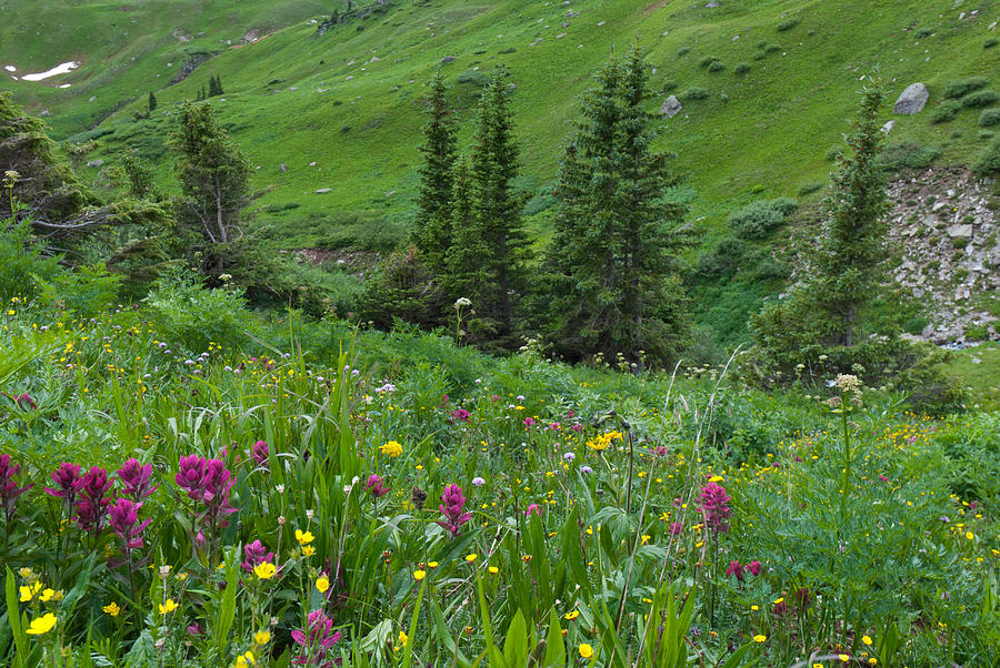 Green Alpine Meadow Photograph by Cascade Colors