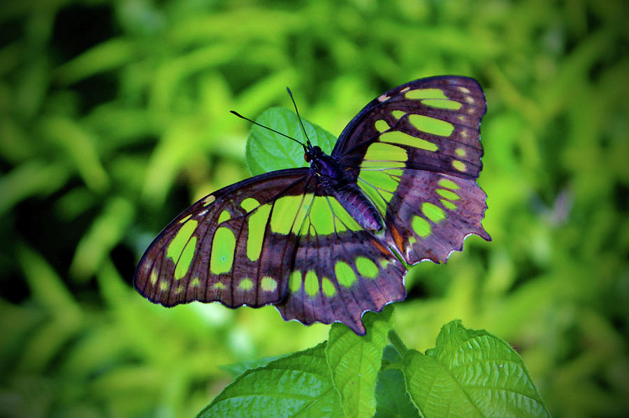 Green And Black Butterfly Photograph by Cynthia Guinn