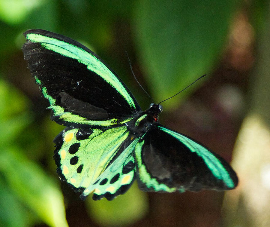 Butterfly Photograph - Green and Black Butterfly by Dee Carpenter