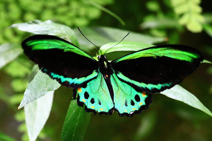 Green and Black Winged Butterfly Photograph by Debbie Storie - Fine Art  America