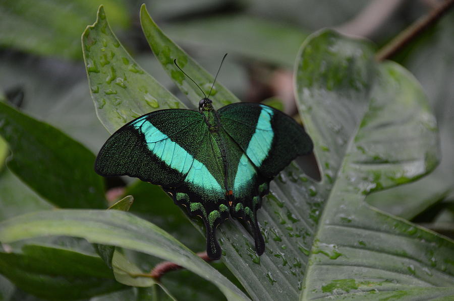 Green and Blue Butterfly Photograph by Paul Fabes | Fine Art America