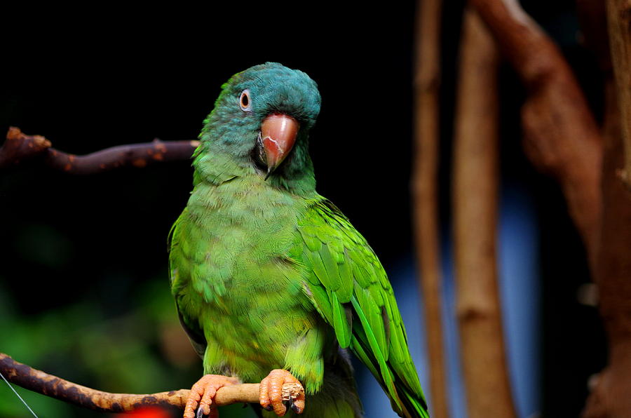 Green and Blue Parrot Photograph by Kat J - Fine Art America