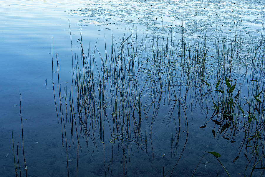 Green and Blue Serenity - Smooth Wetland Morning Photograph by Georgia Mizuleva