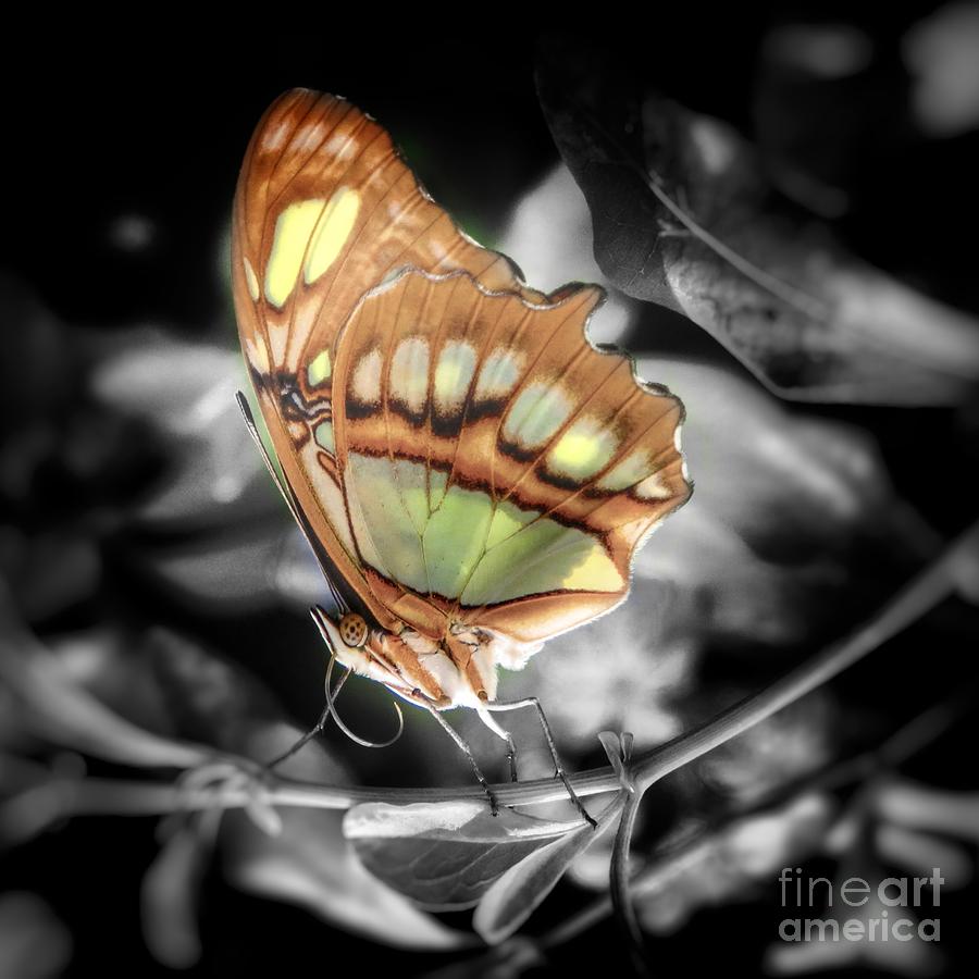 Green and bronze Butterfly Photograph by Rrrose Pix