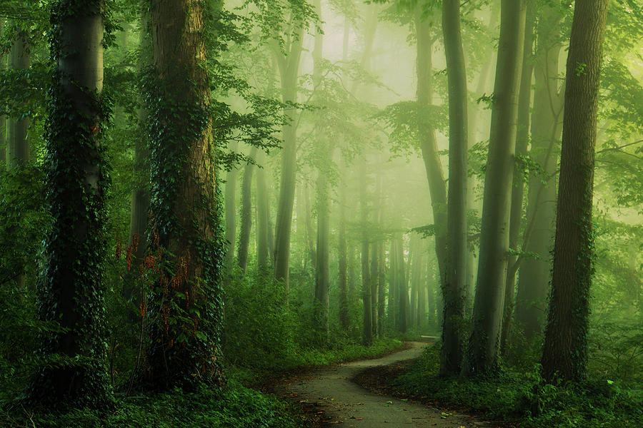 Green and Foggy Photograph by Martin Podt | Fine Art America