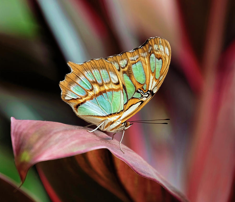 Green And Gold Butterfly Photograph