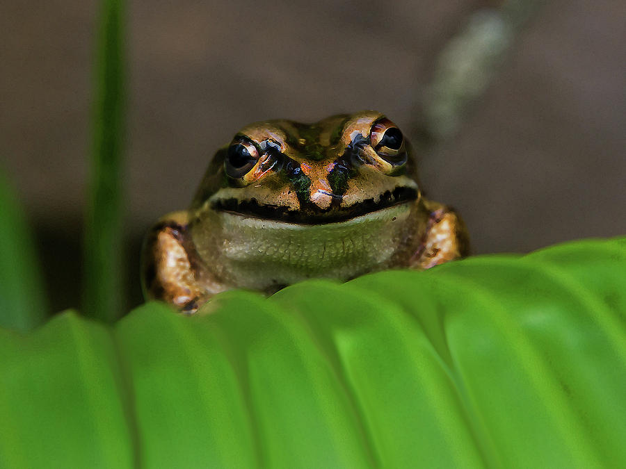 Amphibians Photograph - Green and Golden Bell Frog by Miroslava Jurcik