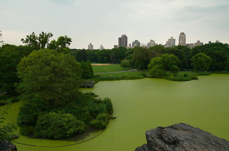 Green and Gray in Central Park Photograph by Kareem Farooq - Fine Art ...