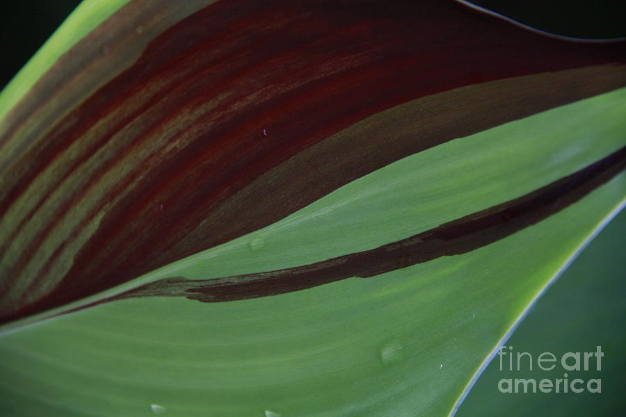 Green and Maroon Leaf Photograph by Jennifer Bright Burr