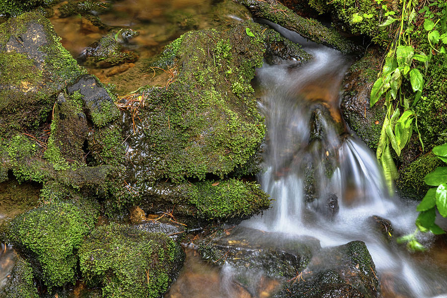 Green And Mossy Water Flow Photograph