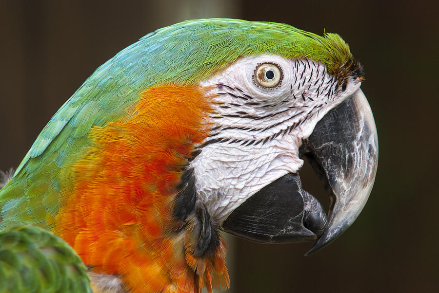 Parrot Photograph - Green and Orange Macaw Profile by John McQuiston